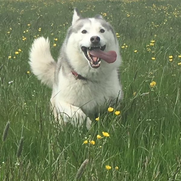 Husky, Huskies, Siberian Husky, team mate, teamwork, HR, recruitment